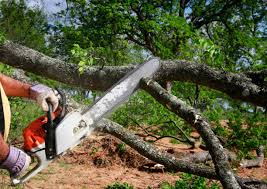 Troy, TX  Tree Services Company